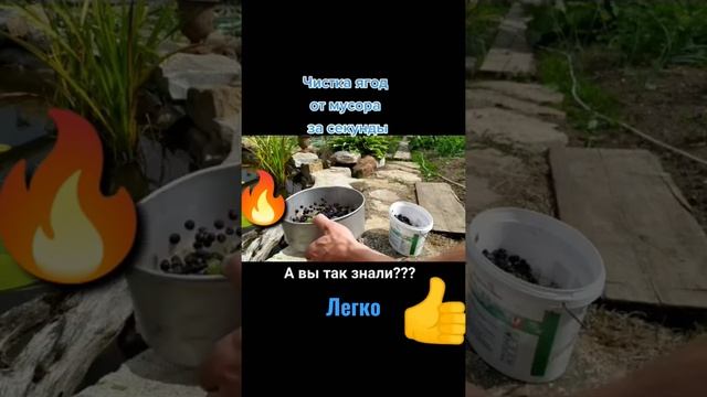 Черника Пошла,а как Чистить Ягоду,да Легко!!!! смотреть онлайн