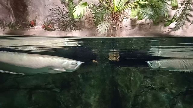 Москвариум 🐟🐟🐟
