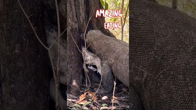 Komodo Dragon Eating By Goats,Amazing. #best #short #animals