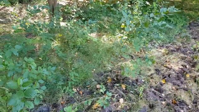 1 сентября 2021 г. смотреть онлайн