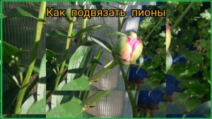 Самая простая и быстрая подвязка пиона