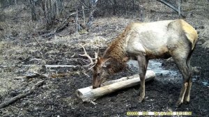 Изюбрь рогач на солонце