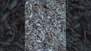 Бисерово озеро 2019. Очередной замор.