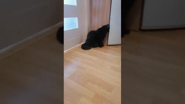 подобрали котенка на улице, принесли домой смотреть онлайн