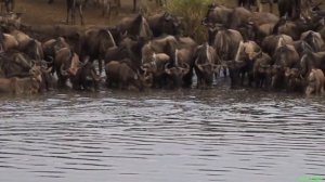 Крокодил vs антилопа Гну