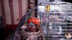 Канарейки Кормит Птенцов