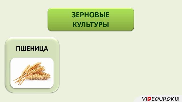 27. География сельского хозяйства. Зеленая революция. Растениеводство