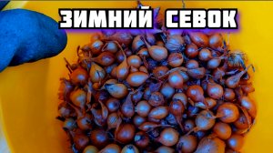 Лук севок сажаю осенью под зиму. Весной будет ранний урожай