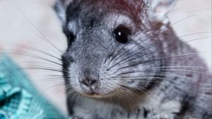 Звуки шиншиллы: какие звуки издаёт шиншилла?