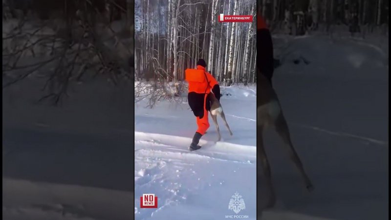 Спасение косули с замёршего водохранилища