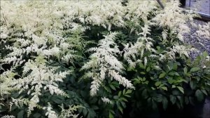 Best Perennials - Astilbe Bridal Veil (False Sirea)