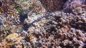 Clear Waters of Atauro | Daru's Dive in Timor-Leste: Nikon W300