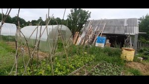 Подпорки для фасоли/ Подвязка огурцов и томатов на улице