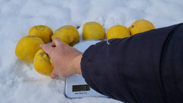 АЙВА МАРІЯ.СОРТ ЯКИЙ НЕ ПОТРЕБУЄ ЗАПИЛЕННЯ смотреть онлайн