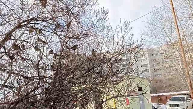 Воробьишки расчирикались, видать что-то выясняли друг с другом, а мы им помешали смотреть онлайн