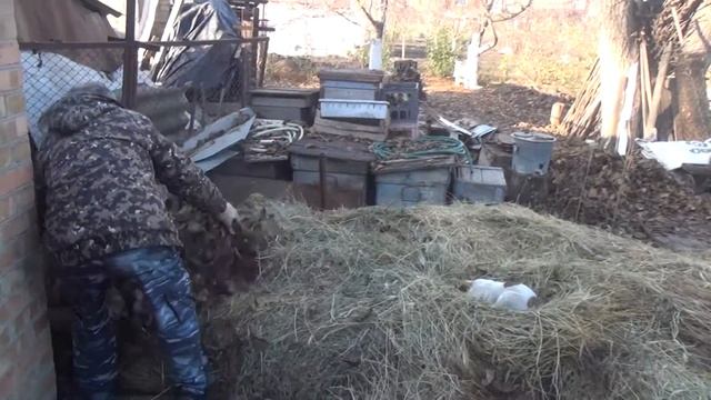 Укрытие на зиму белого инжира