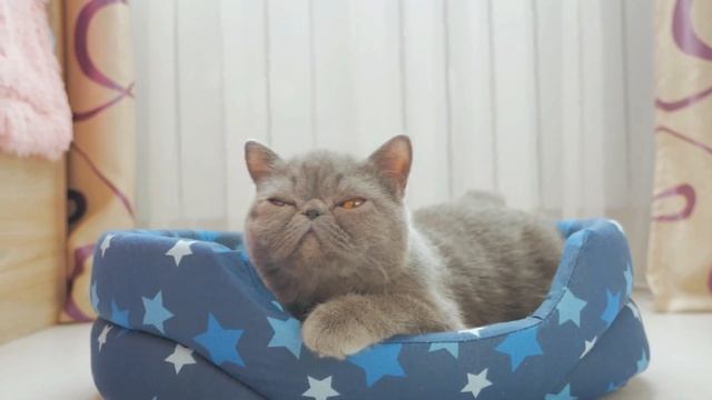 Çikolata 101 | Kakao Çekirdeğinden Çikolataya! | Vlog 2 смотреть онлайн