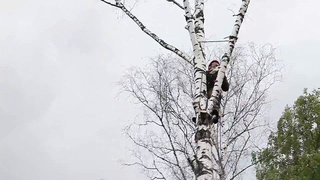 Удаление дерева частями с подвешиванием