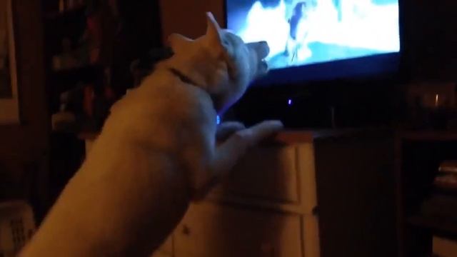 Милые маленькие щенки учатся выть смотреть онлайн