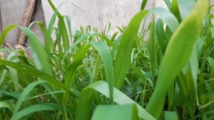 как я выращиваю чумизу // часть - 1