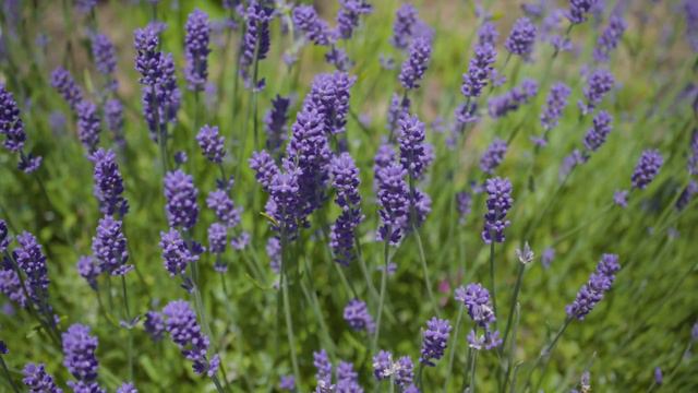 The Best Relaxing Garden, Flowers and Waterfalls in 4K - 2 hours - UHD Screensaver смотреть онлайн