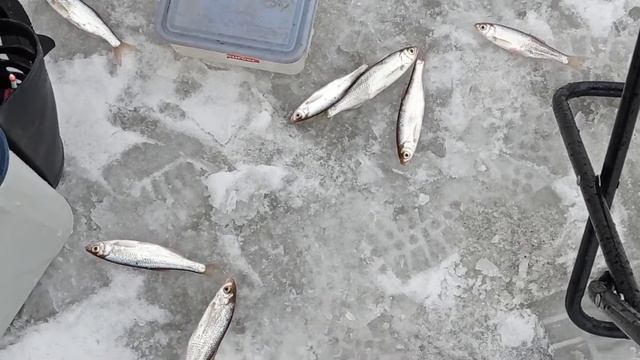 Отчёт о рыбалке на реке Томь. Закрытие сезона рыбалки на льду!!! смотреть онлайн