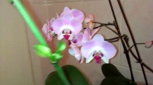 РАЗМНОЖЕНИЕ ОРХИДЕИ ФАЛЕНОПСИС В ДОМАШНИХ УСЛОВИЯХ