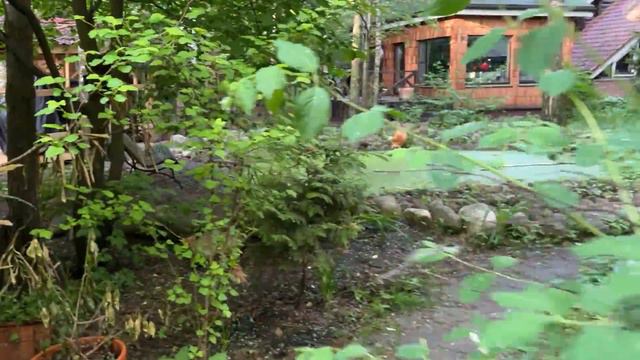 Алиса - лиса. Утренняя прогулка смотреть онлайн