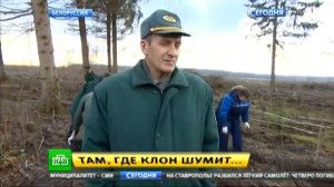 Там где КЛОН шумит