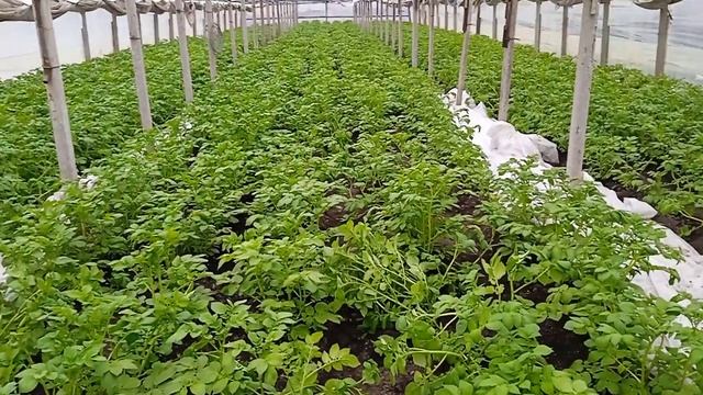 Ранний картофель 31.03.2023. Подкармливаем препаратом Бенефит для роста клубня.