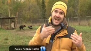 Планета собак Русско европейская лайка Вологодская область