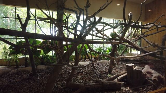 Singapore Zoo Walking Tour (Part 1) смотреть онлайн