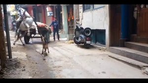 Питбуль напал на лошадь в Индии