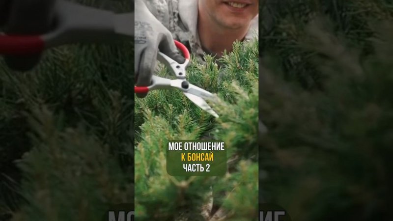 Мое отношение к бонсай. Часть 2