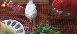 Индюшатам 1,5 месяца – сорняки и игрушки ???