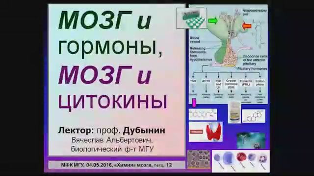 Вячеслав Альбертович Дубынин, биофак МГУ Химия мозга, Лекция № 12 - Гормоны и цитокины