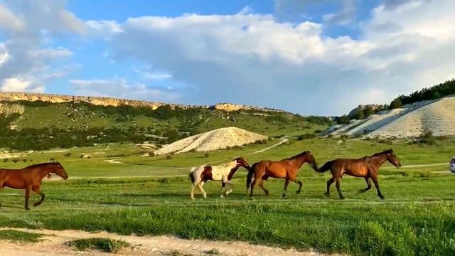 Белая скала, перегон лошадей Табун лошадей, Крым, Ак-Кая ЗРЕЛИЩНО КРАСИВО
