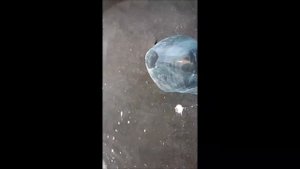 Защита сливы от выпревания
