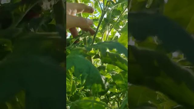 Коллекционный томат Темная королева Dark Queen #томаты #огородники #огород смотреть онлайн