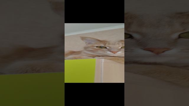 Котёнок на шкафу #markiz