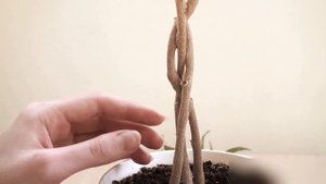 Обрезка фикуса перед формированием кроны. Формирование штамба