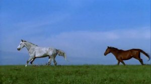 КРАСИВЫЙ ФУТАЖ С МУЗЫКОЙ - ВОЛЬНЫЕ КОНИ В ДАЛИ - МОЖНО СКАЧАТЬ!