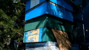 Прилёт бродячего роя в улей на пасеке.