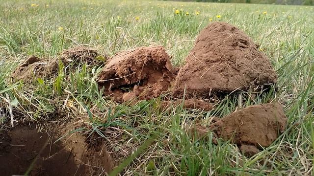 Tejon! определение цели в грунте. смотреть онлайн