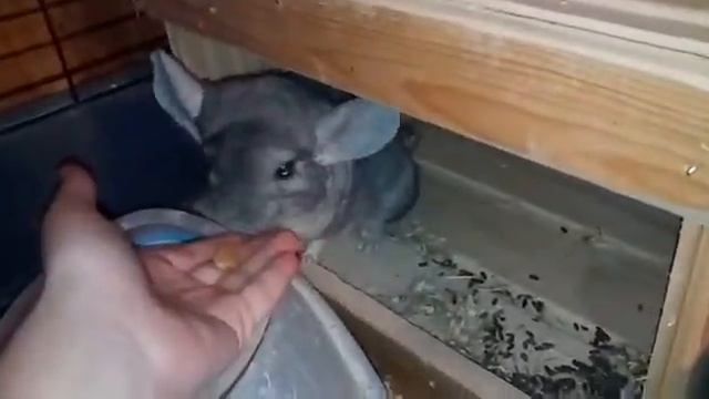 Моё любимое животное смотреть онлайн