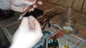 Укоренение черенков винограда в торфяных таблетках.