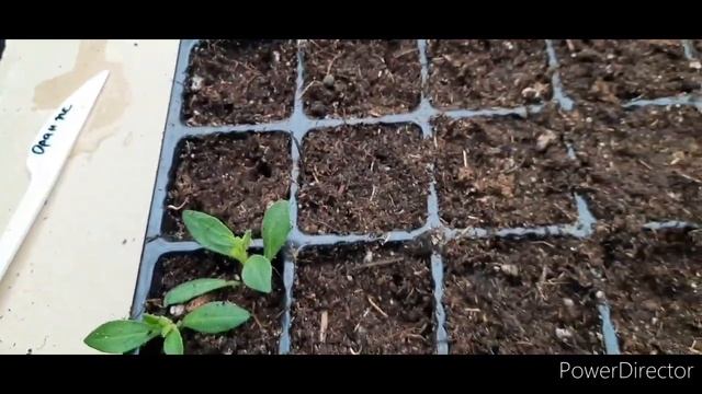 черенкую и формирую калибрахоа смотреть онлайн