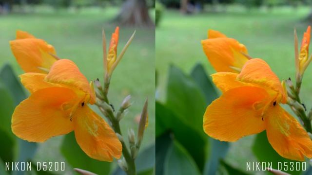 Nikon D5200 vs Nikon D5300 Picture Quality Comparison смотреть онлайн