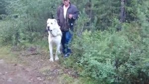 Волкодав в лесу