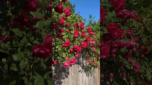 Blaze' Climbing Rose